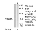 Product image for TRADD Antibody