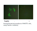 Product image for Tubulin &alpha; Antibody