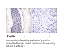 Product image for Tubulin &alpha; Antibody