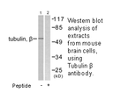 Product image for Tubulin &beta; Antibody