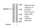 Product image for Tubulin &gamma; Antibody