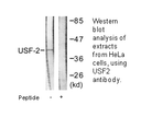 Product image for USF2 Antibody
