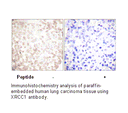 Product image for XRCC1 Antibody