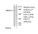 Product image for XRCC1 Antibody