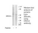 Product image for XRCC2 Antibody