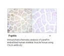 Product image for Clock Antibody