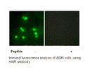 Product image for HAIR Antibody