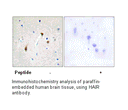 Product image for HAIR Antibody