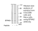 Product image for EFNA2 Antibody