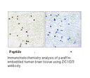 Product image for ZIC1/2/3 Antibody