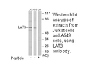 Product image for LAT3 Antibody