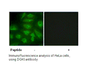 Product image for DGKI Antibody
