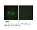 Product image for ZIC1/2/3/4/5 Antibody