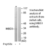 Product image for MBD3 Antibody