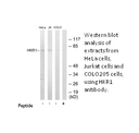Product image for HKR1 Antibody