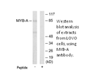 Product image for MYB-A Antibody
