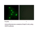 Product image for NR2F6 Antibody