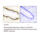 Product image for NR2F6 Antibody
