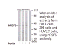 Product image for NR2F6 Antibody