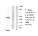 Product image for KAP0 Antibody