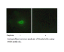 Product image for HARS Antibody