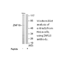 Product image for ZNF18 Antibody