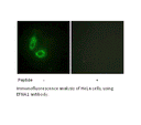Product image for EFNA1 Antibody