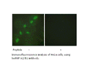 Product image for hnRNP A2/B1 Antibody