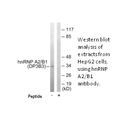 Product image for hnRNP A2/B1 Antibody