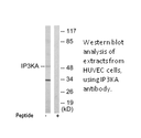 Product image for IP3KA Antibody