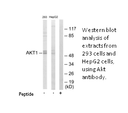 Product image for Akt Antibody