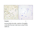 Product image for TF2H1 Antibody