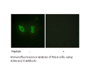 Product image for Actinin &alpha;-2/3 Antibody