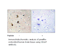 Product image for CD147 Antibody