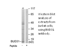 Product image for BUD31 Antibody