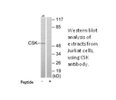 Product image for CSK Antibody