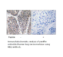 Product image for NBL1 Antibody