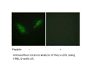 Product image for KPB1/2 Antibody