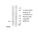 Product image for ID4 Antibody