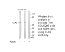 Product image for CLK2 Antibody