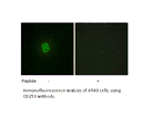 Product image for CD253 Antibody