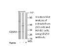Product image for CD253 Antibody