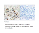 Product image for AF4 Antibody