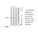 Product image for MAT1 Antibody