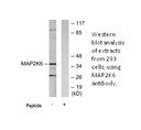 Product image for MAP2K6 Antibody