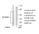 Product image for SCAND1 Antibody