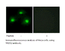 Product image for IPKA Antibody
