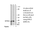 Product image for SFRS3 Antibody