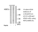 Product image for HSF2 Antibody