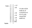 Product image for TLE2 Antibody